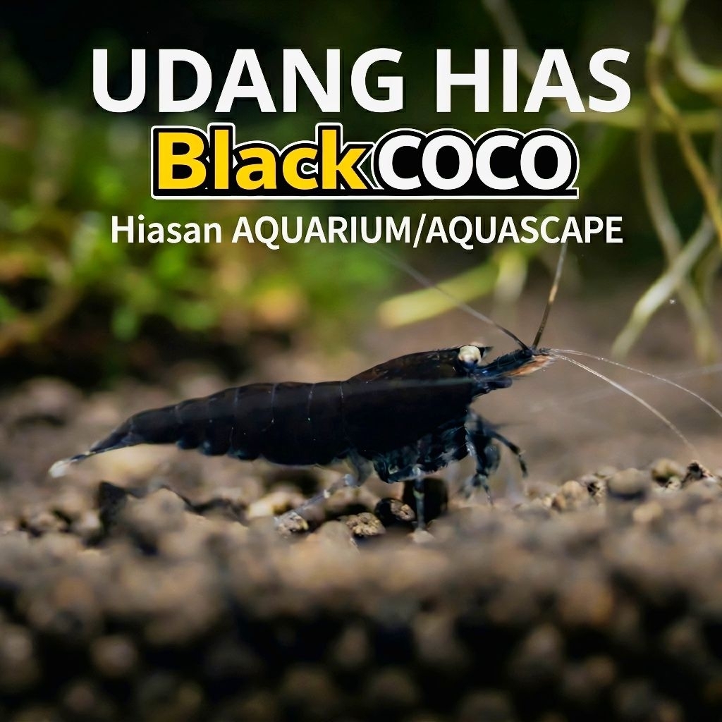 Udang Hias aquarium  Caridina Black coco hiasan aquarium/aquascape