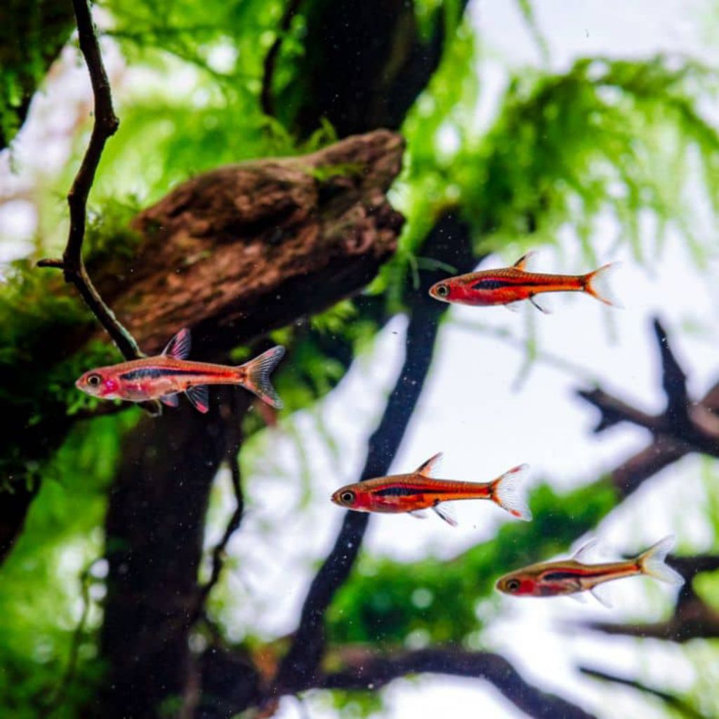 Rasbora Chili alias Boraras brigittae, super cantik.