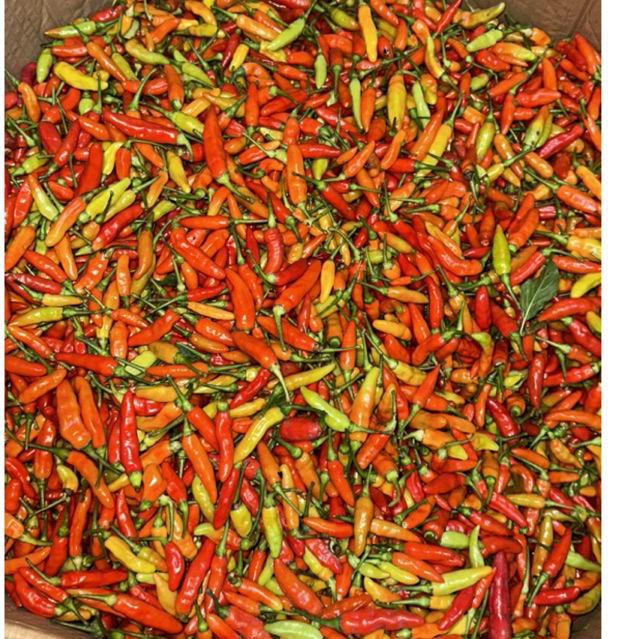 Sayuran segar Warung Sayur Padang Cabe Setan/Rawit Merah 250gr