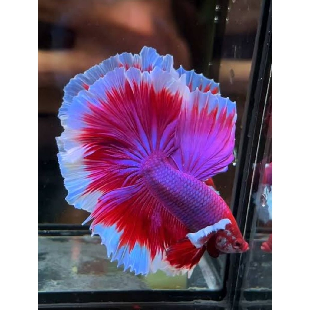 cupang halfmoon dumbo aer, galaxi, dumbo aer pk ukuran L