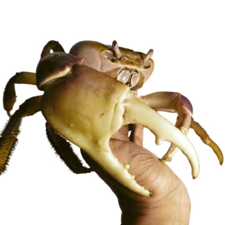 kepiting hidup cardisoma carnifex 50% jinak untuk hiasan akuarium