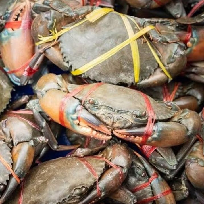 Kepiting Bakau Hidup Fresh Ukuran Jumbo–Super | Kepiting Konsumsi Segar Berkualitas