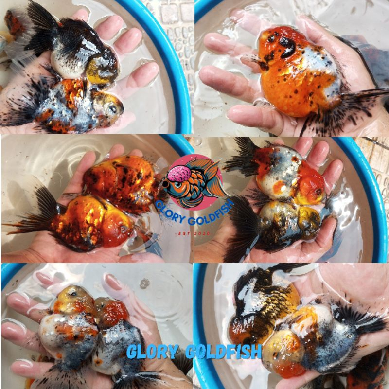 Ikan Mas Koki Oranda Pancawarna PW Calico Tiger Kirin Sakura HIGH QUALITY / Ikan Koki Oranda Rosetai