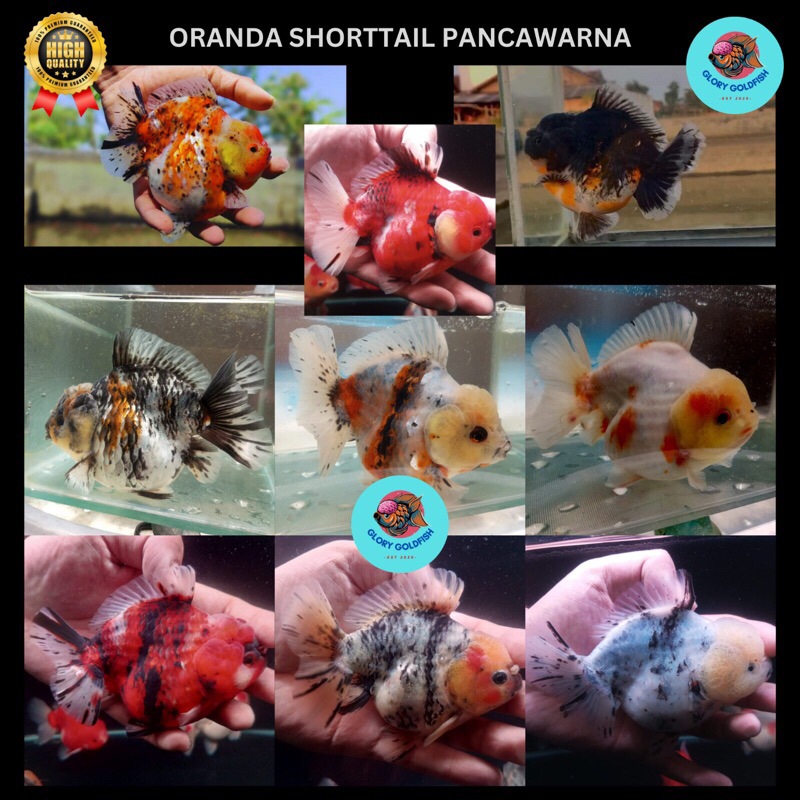 Ikan Mas Koki Oranda Panca Warna PW Pancawarna Calico Tiger Kirin HIGH QUALITY / Ikan Koki Oranda Ro