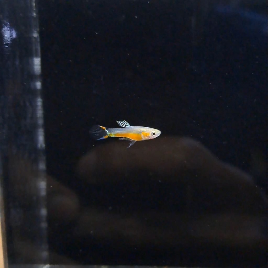 Endler Santa Maria ( Poecilia Wingei )