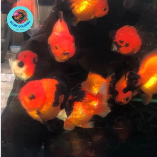 Ikan Mas Koki Oranda Rose Tail Short Body Black Gold HIGH QUALITY