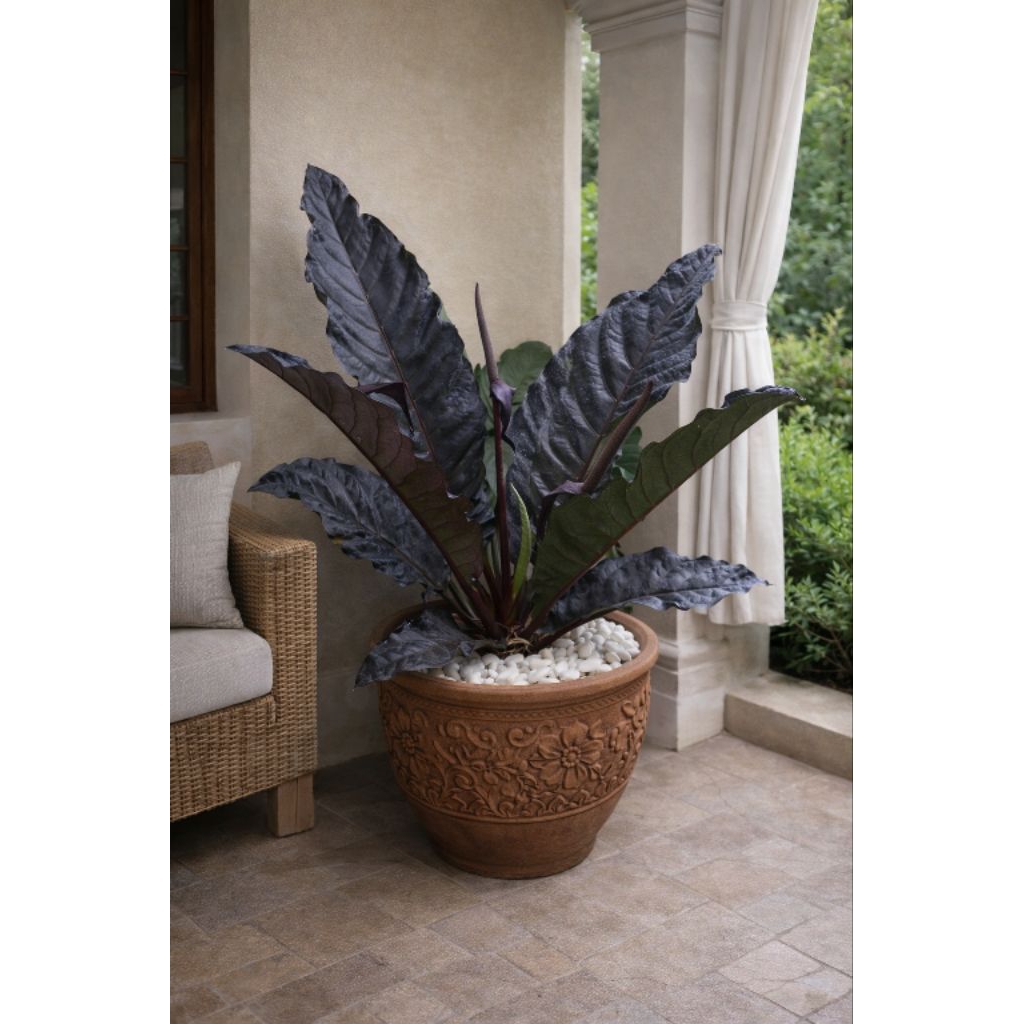 Tanaman Hias Exotic Anthurium Jumbo Hybrida Black Dragon Asal Amerika Selatan Include Pot Plastik Ae
