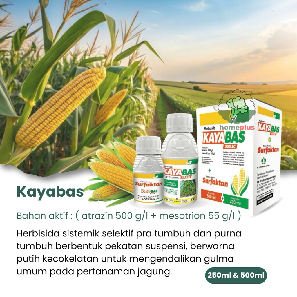Herbisida Kayabas 555SC - Herbisida Sistemik Selektif, Efektif Mengendalikan Gulma Tanaman Jagung