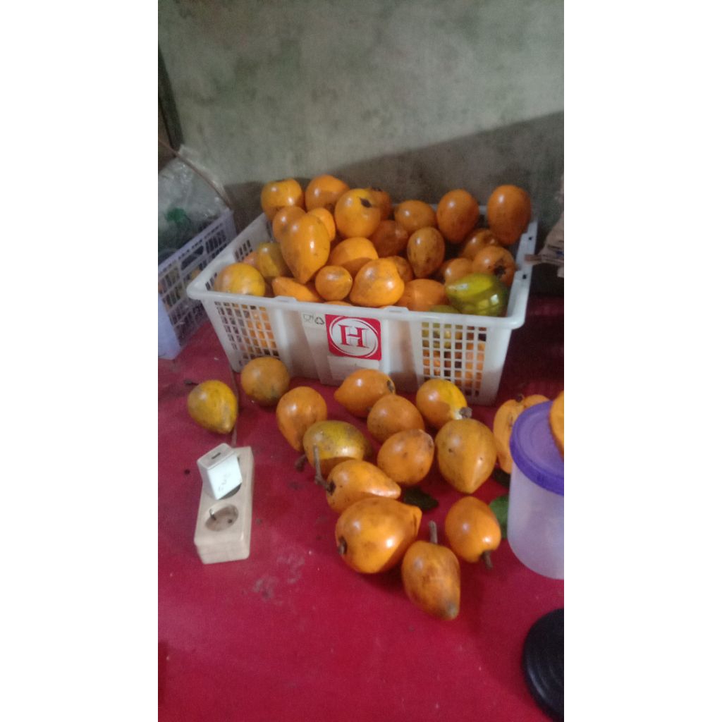 sawo mentega/sawo belanda(alkesa)