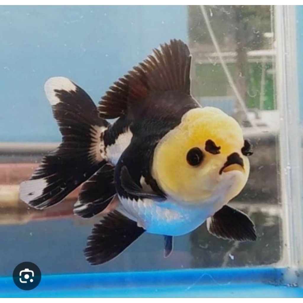 koki panda