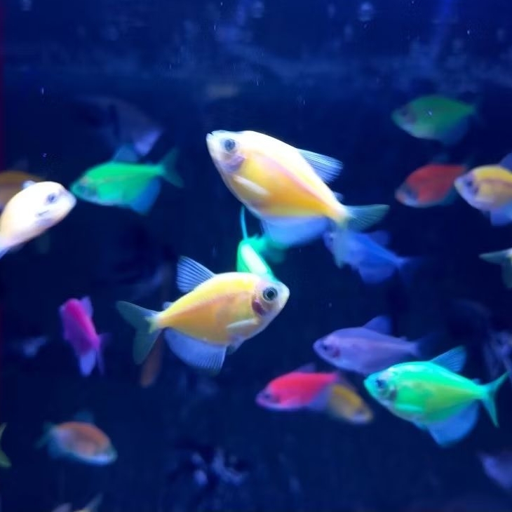 (Instan) Glofish Paket 10 Ekor Ikan Hias Aquarium
