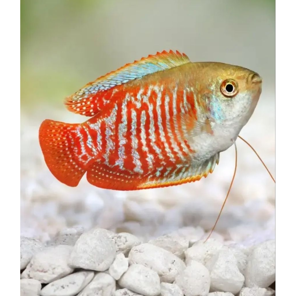 ikan Sepat Allius murah merah biru Sepat madu