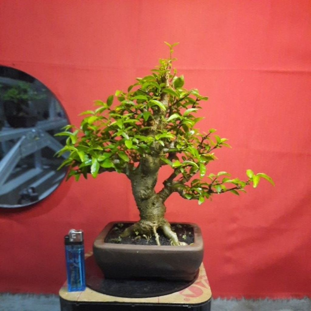 bonsai anput anting putri realpict pohon asli