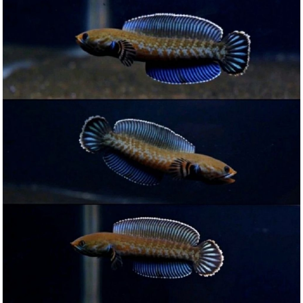 Ikan channa andrao gondrong 5-6cm Jaminan hidup