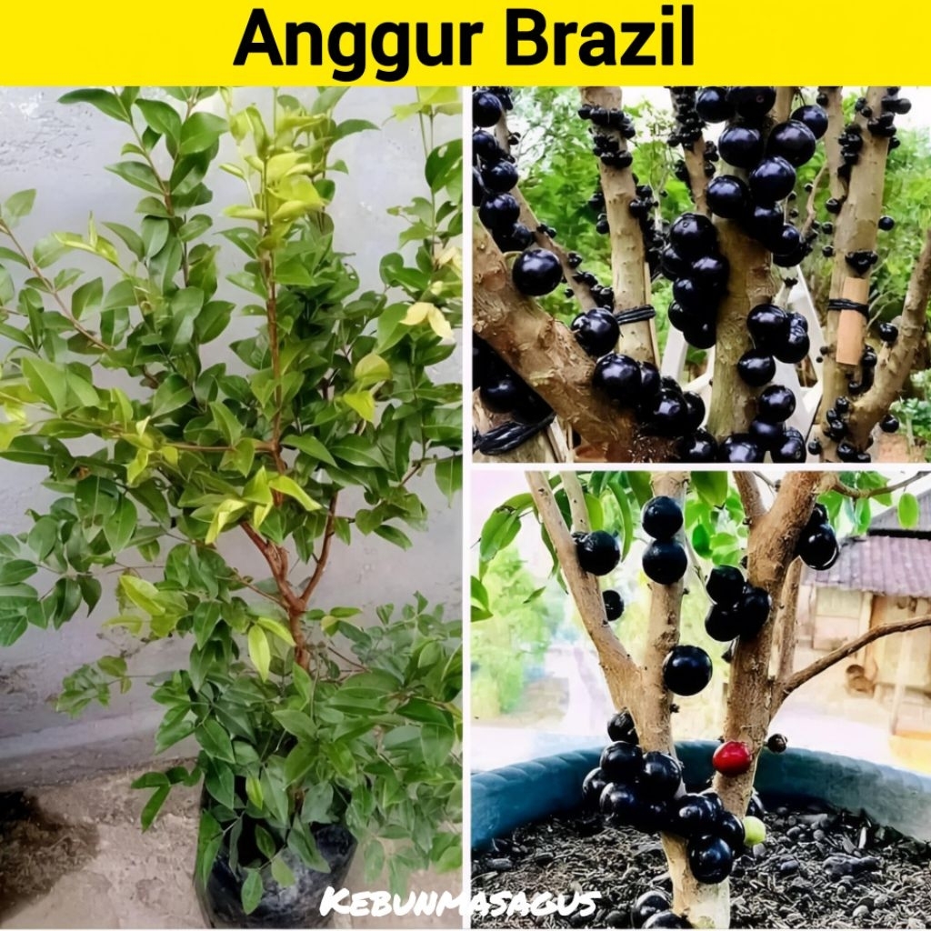 Tanaman Anggur Brazil Termurah - Bibit Anggur Brazil - Anggur Brazil - Anggur - Pohon Anggur