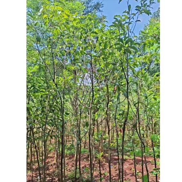 pohon tanjung pohon peneduh tinggi 3 meter