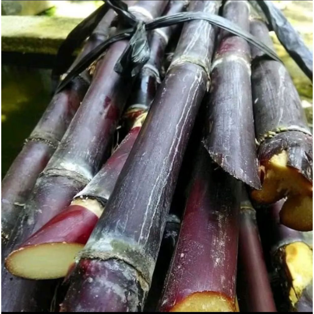 Bibit Tebu Hitam Tebu Wulung Tebu Ireng Siap Tanam