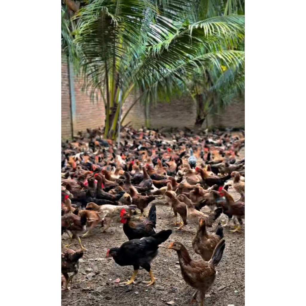 Ayam Kampung Babon/Jago