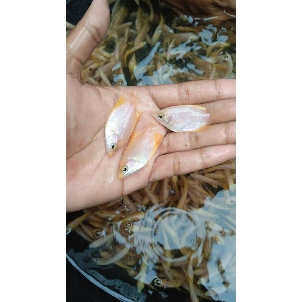 Bibit Gurame Merah / Gurame padang 1,5inch Termurah Garansi kirim instant...
