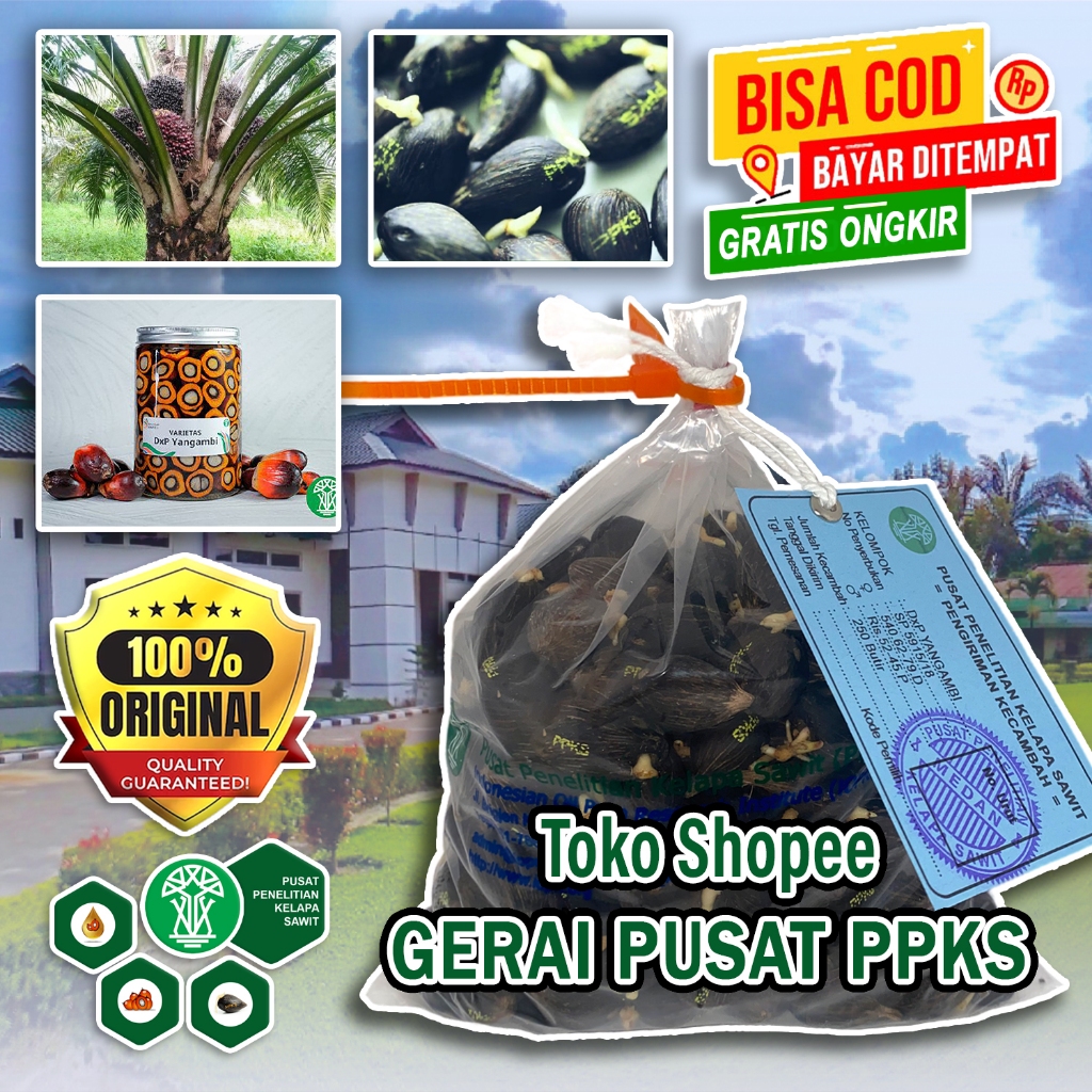 BENIH PPKS DXP YANGAMBI UNGGUL BESERTA SERTIFIKAT