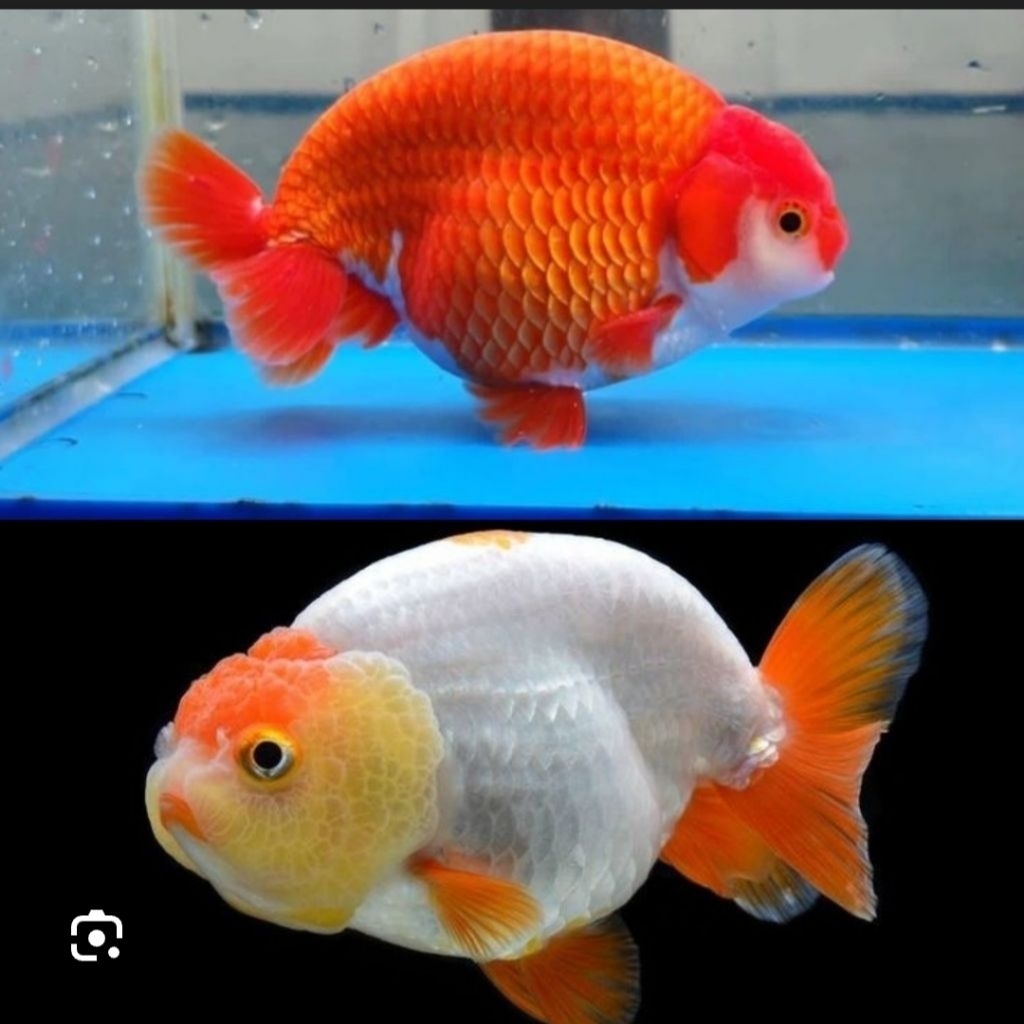 ikan hias mas koki rancu RW