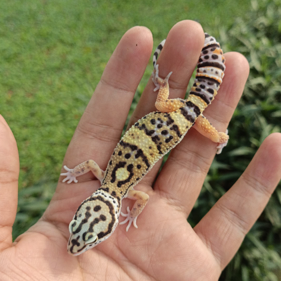 Leopard Gecko Black Night Tangerine ph Tremper | Male | Gecko Sehat Aktif Jinak - BN16M