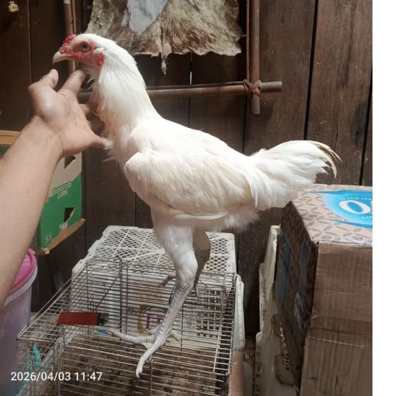 ayam putih remaja pacek