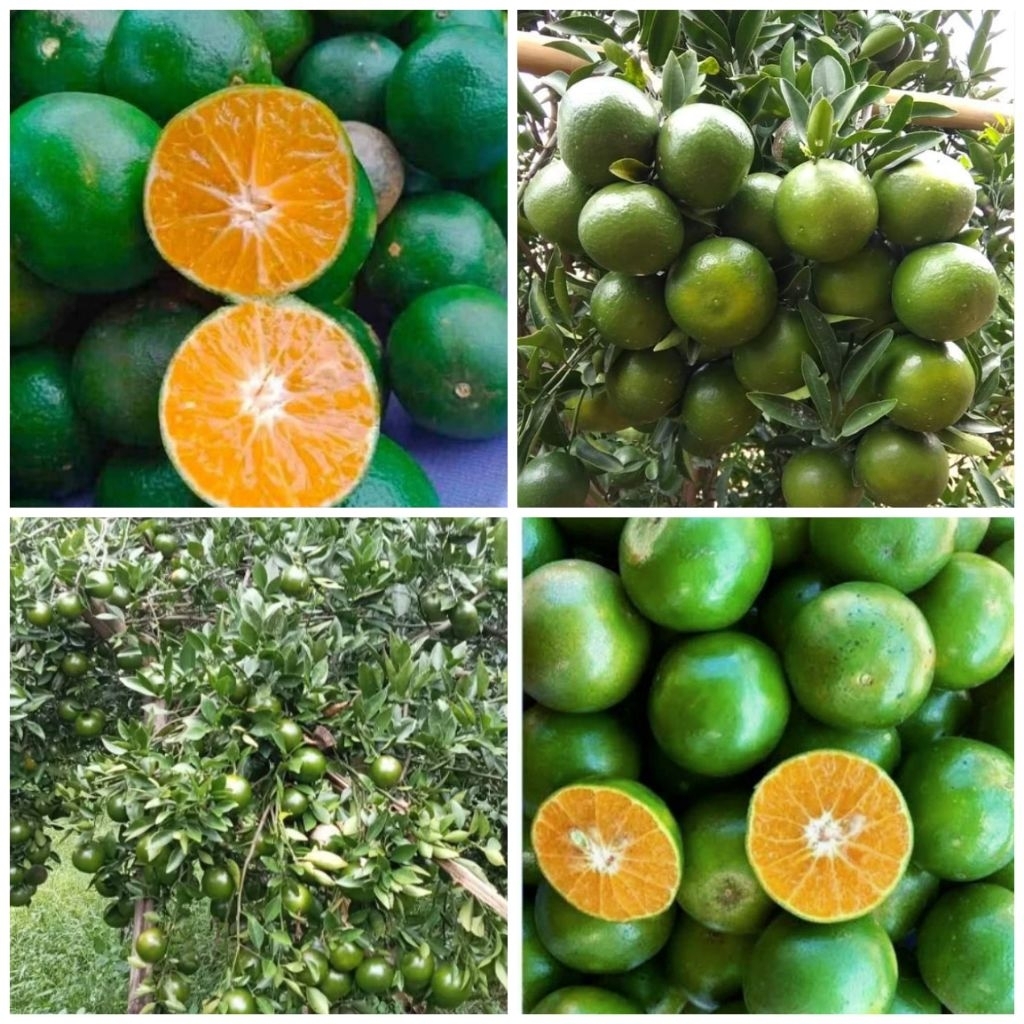 Jeruk Peras Jember super 1 Kg