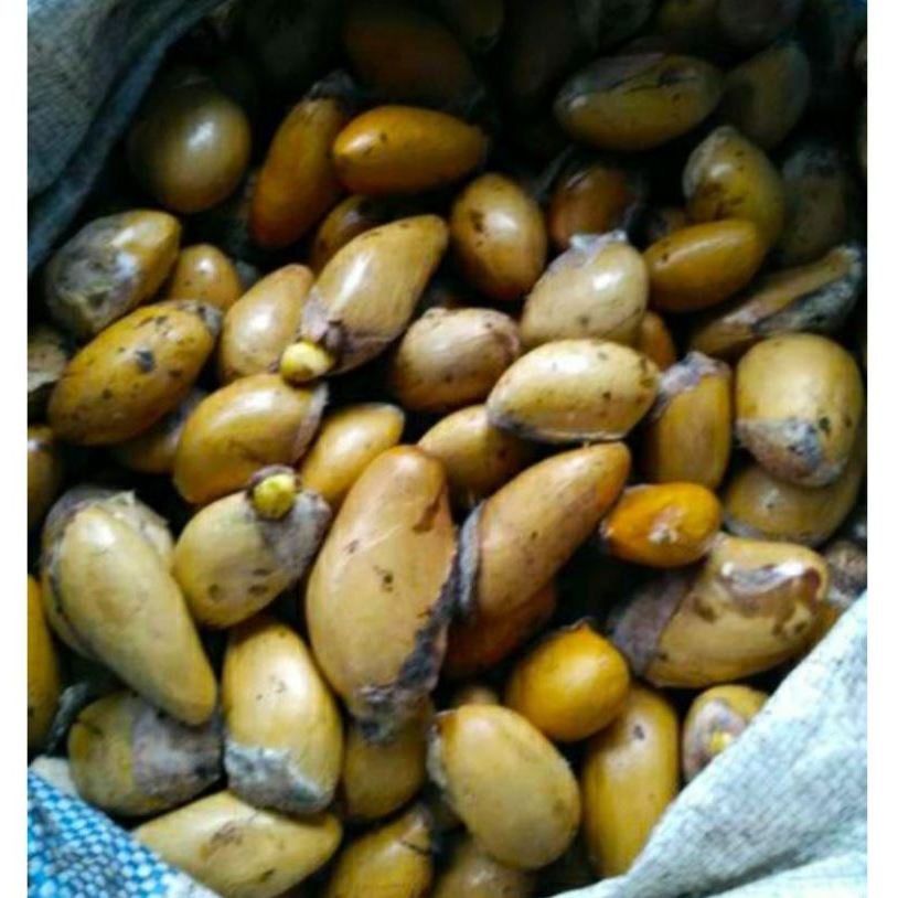 Biji Durian