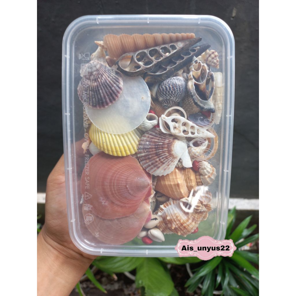 ( MIX LENGKAP THINWALL ) cangkang Kerang / cangkang Kerang untuk prakarya / cangkang kerang untuk ke