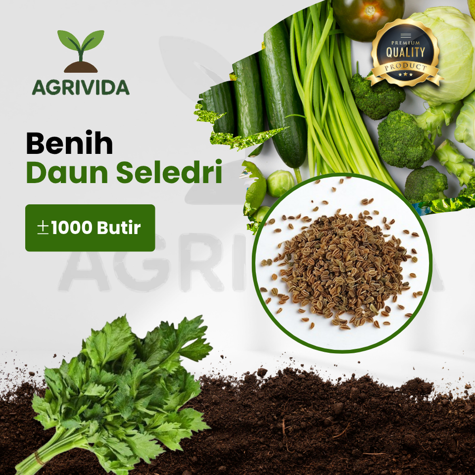 Benih Seledri Siap Tanam1000 Butir
