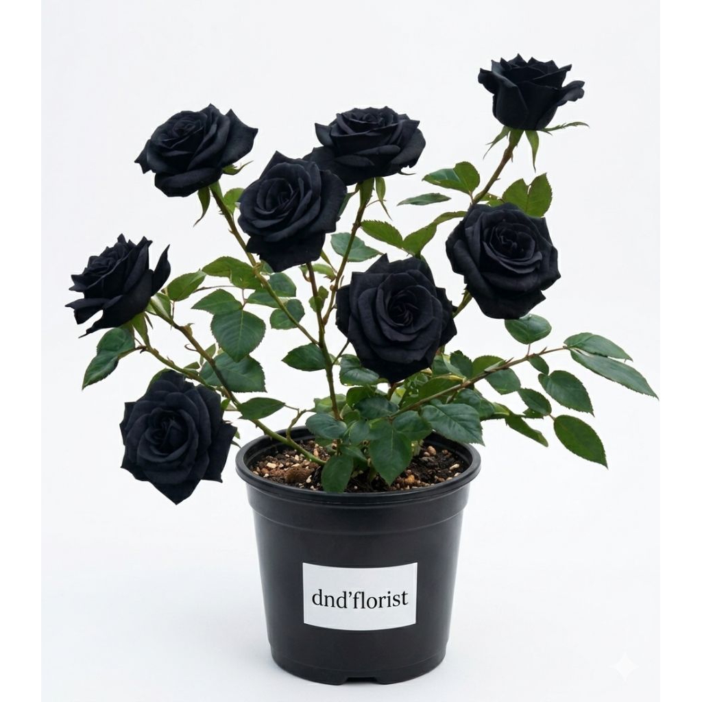 Dnd'florist Tanaman Hias Mawar Black Rose - Bunga Mawar Hitam  - Bibit Mawar Hidup