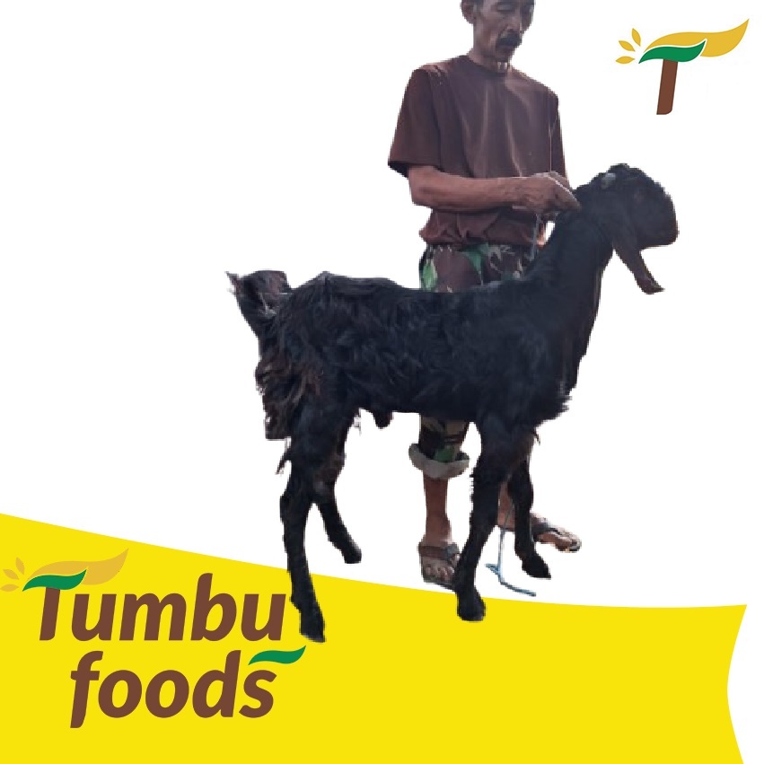 Kambing Kurban Idul Adha Hewan Hidup - Lunas 100% - Free Ongkir Qurban