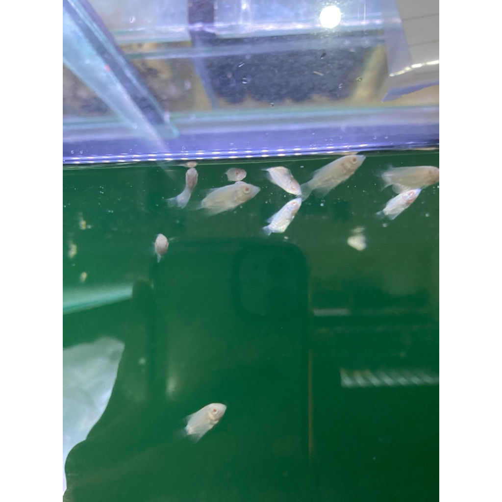 Gurame thailand albino mata merah import