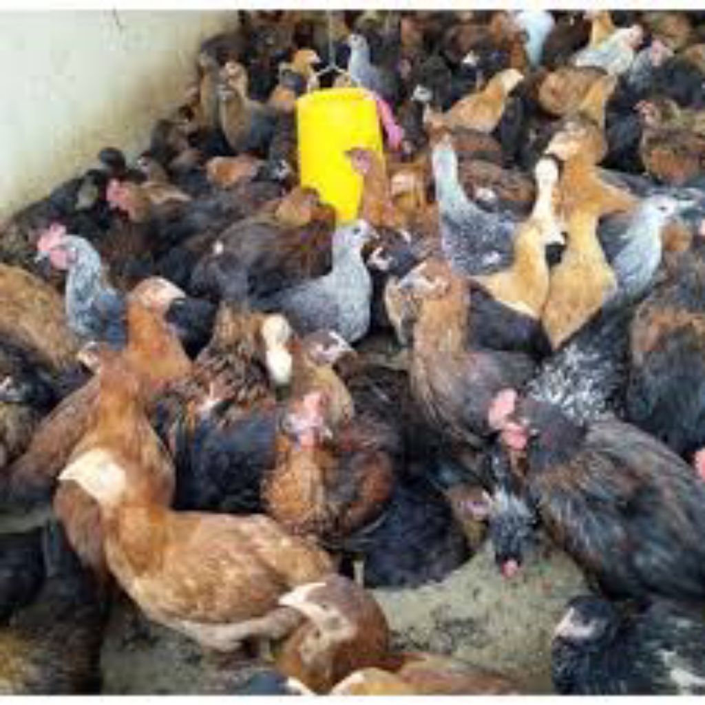Ayam kampung hidup