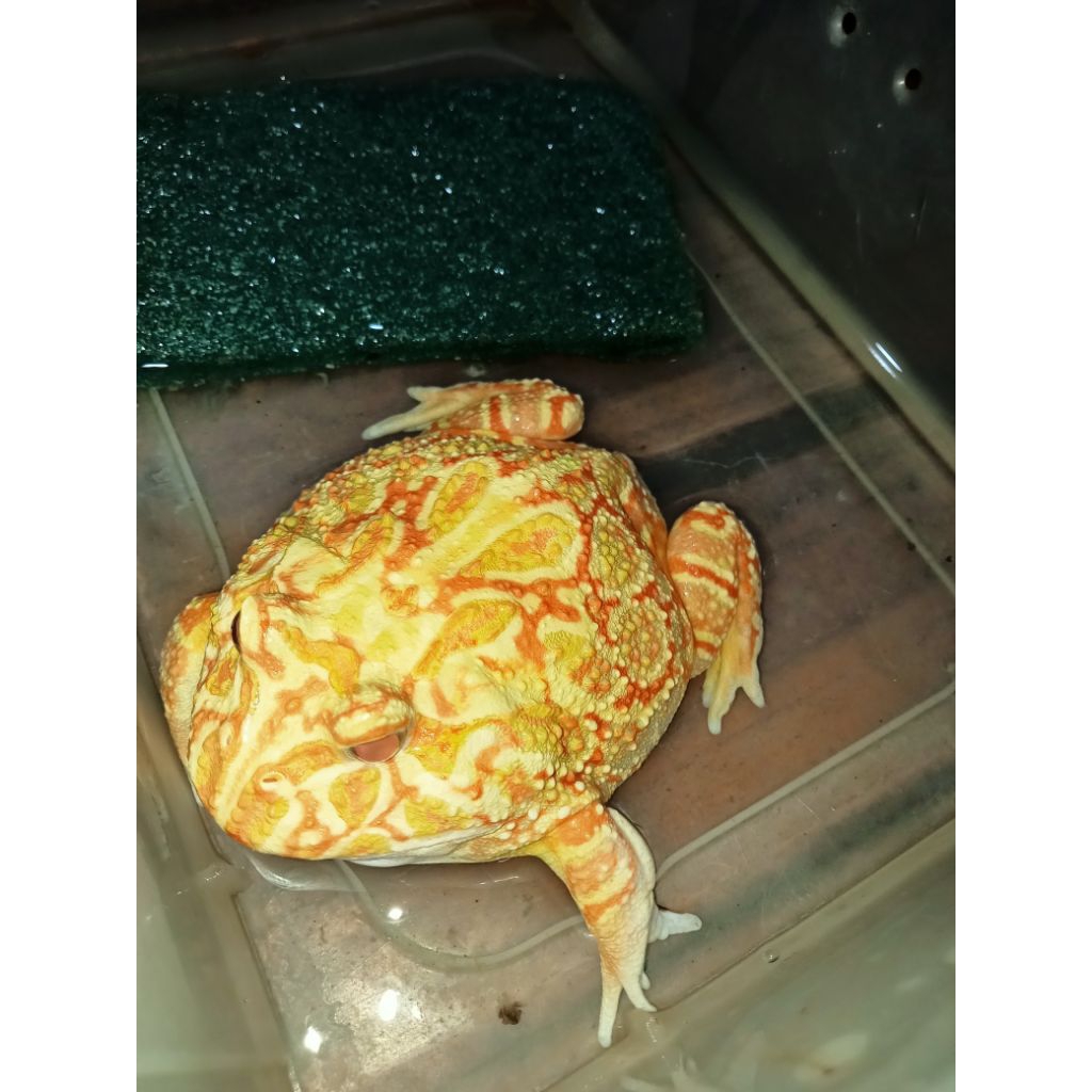 pacman