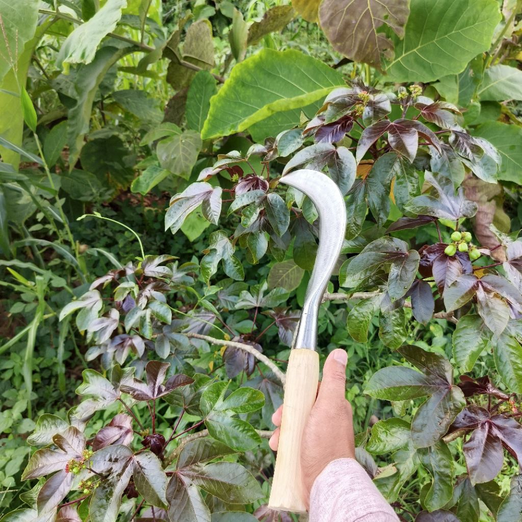 arit ramban super baja asli madura