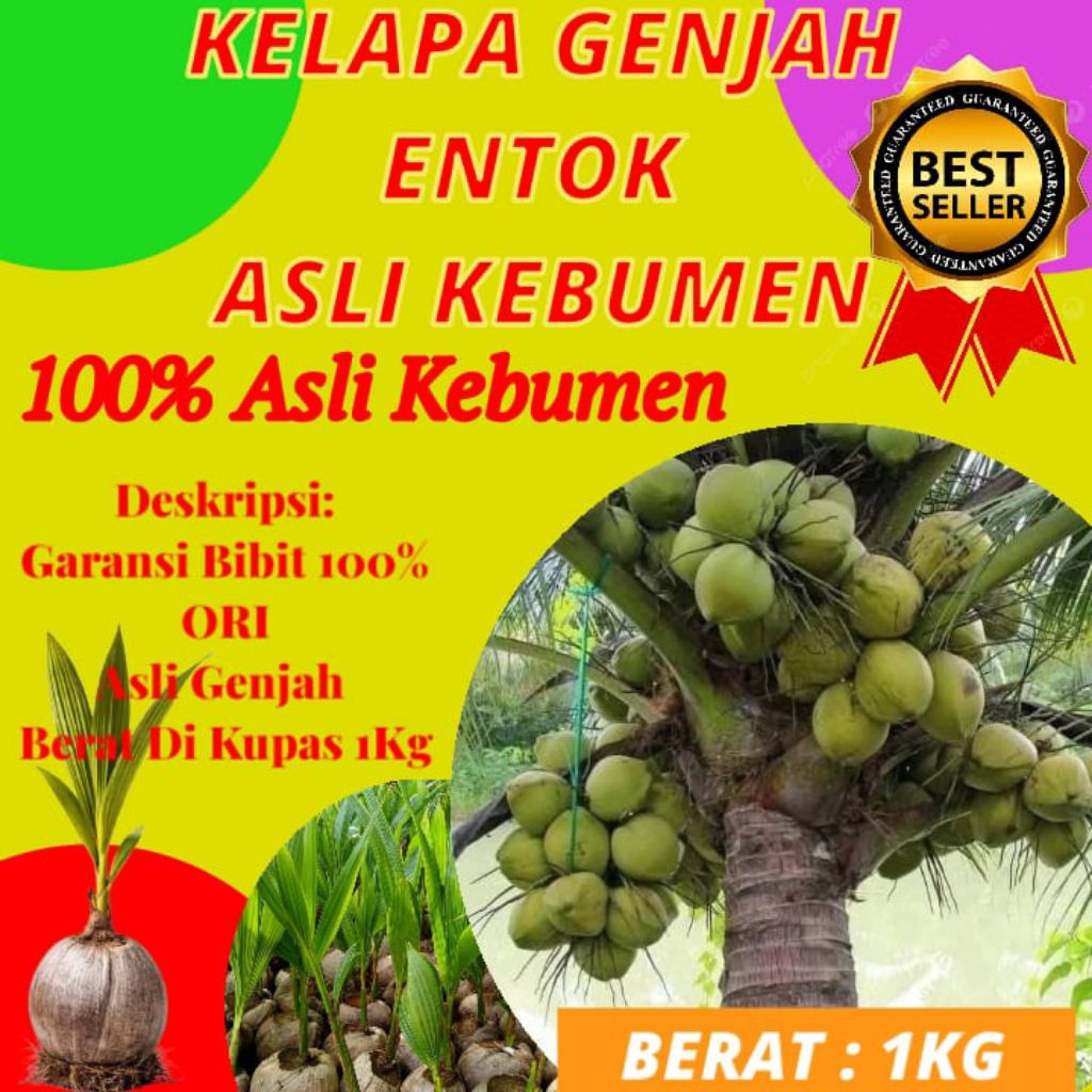 HARGA PETANI  Bibit Kelapa Pendek Entok, Bibit Kelapa Pendek Entok Genjah