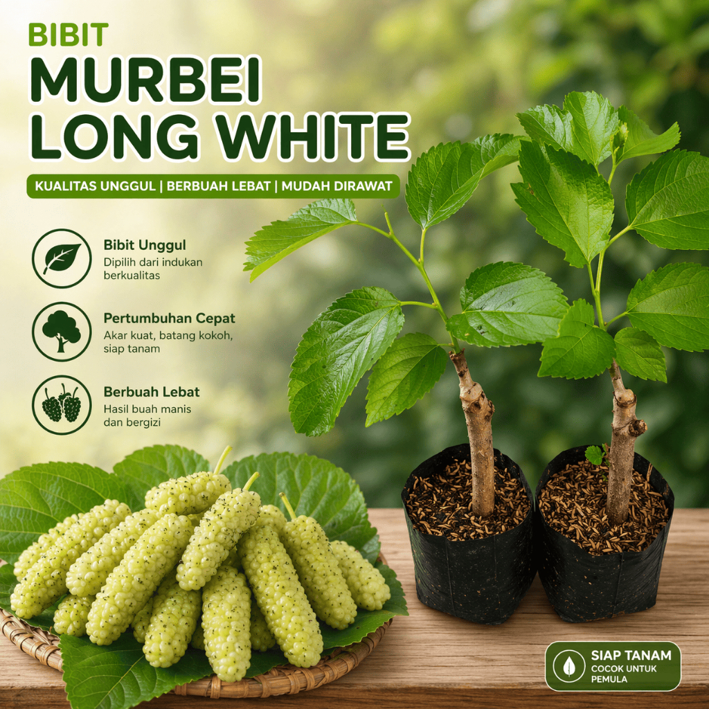 Bibit Murbei Long White Murbei Impor Siap Tanam