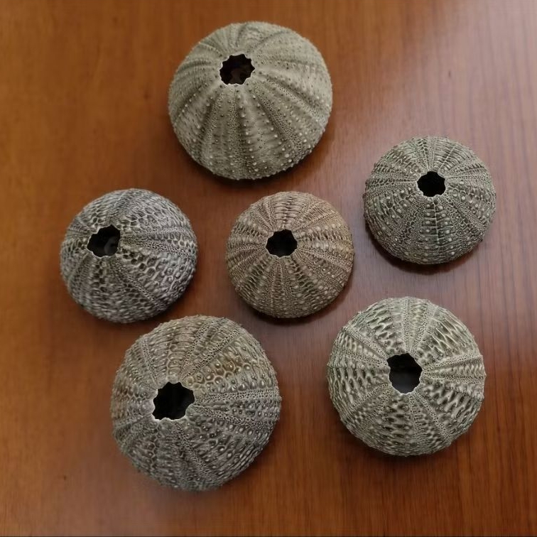 Bulu babi/ landak laut/ Green sea urchin
