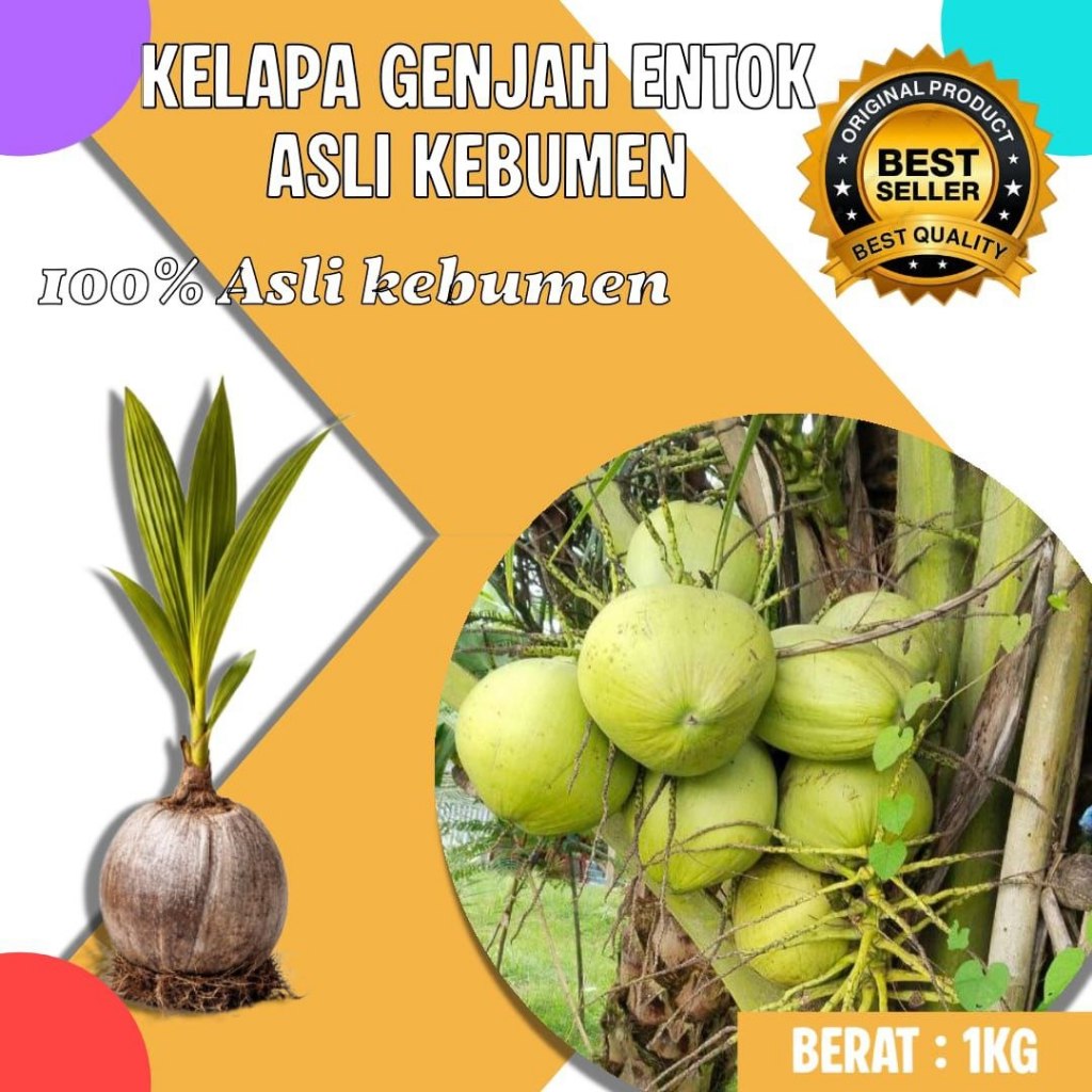 TERMURAH  Bibit Kelapa Genjah Asli, Bibit Kelapa Genjah Bersertifikat, Bibit Kelapa Genjah Buah Besa