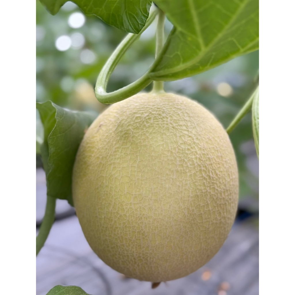 melon intanon/manis/lembut