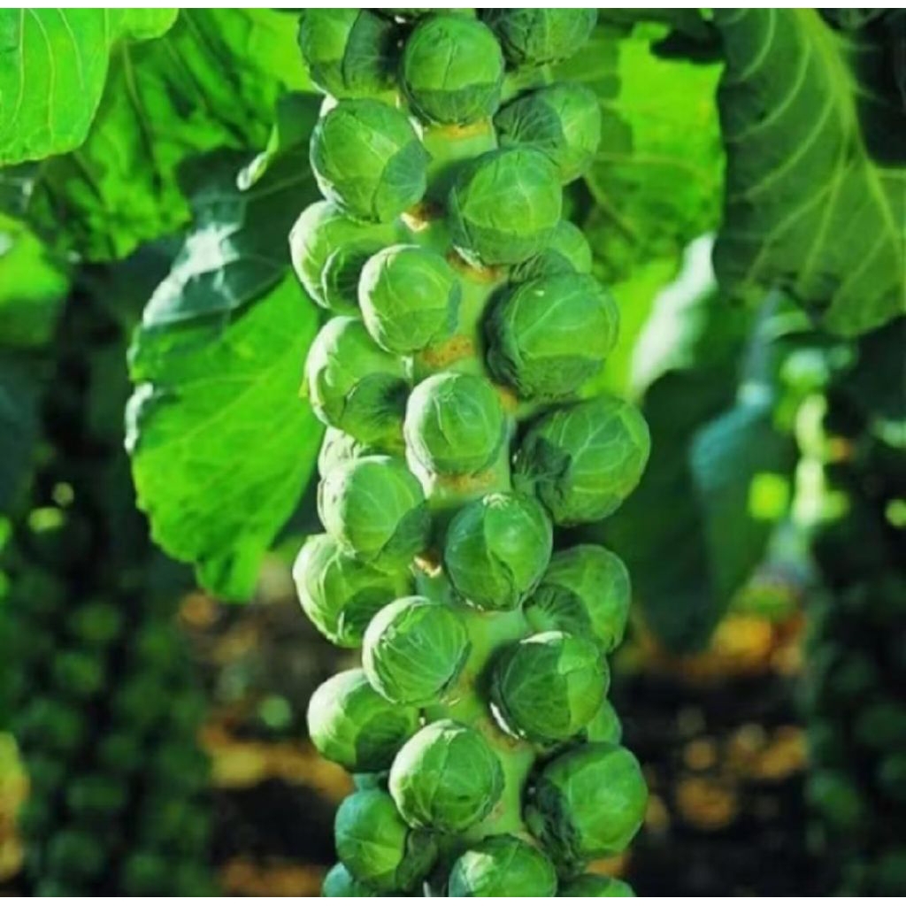 25 Biji Benih Brussels Sprout / Kubis Mini Unggul - Bibit Sayur Import Unik
