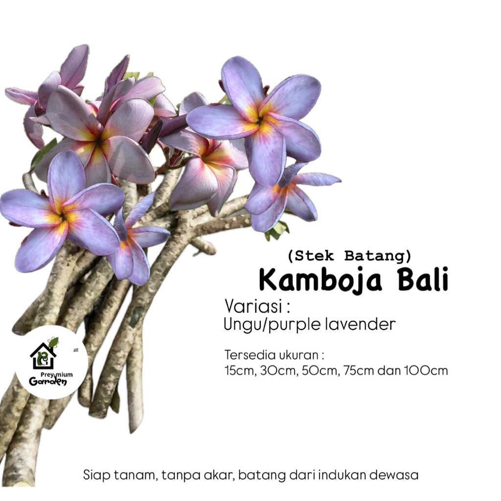 (STEK BATANG) KAMBOJA BALI VARIASI UNGU/PURPLE LAVENDER
