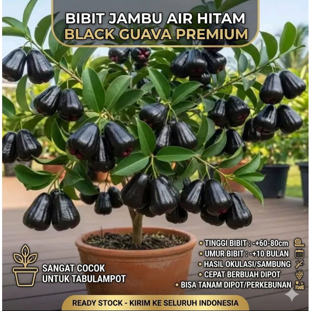 bibit jambu air hitam premium black guava