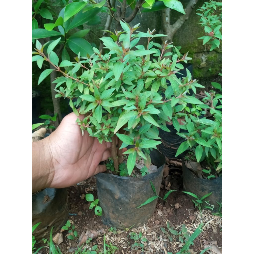 bonsai pusaka tanaman pusaka bisa berbunga buat hiasan