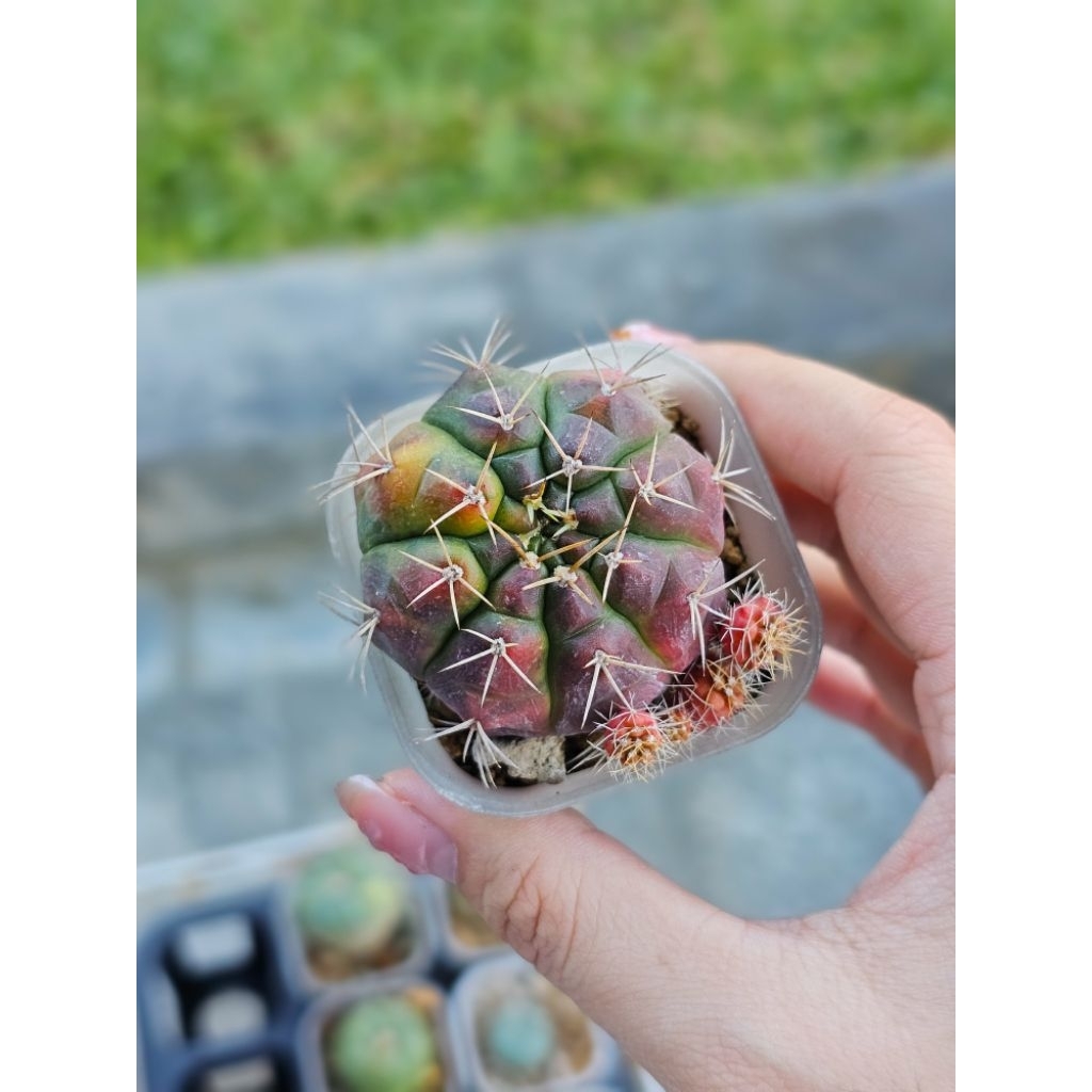 Kaktus gymno damsii variegata