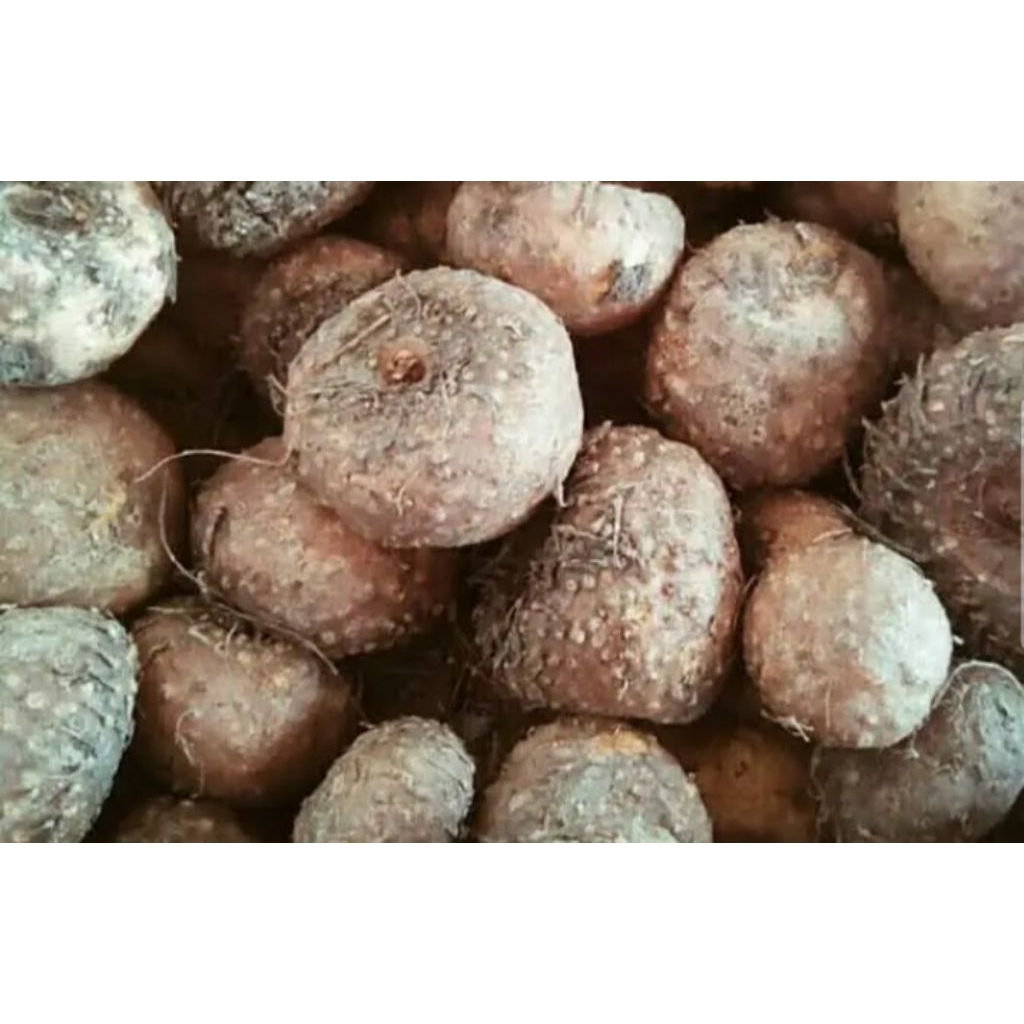 Umbi Porang Ileus 1Kg