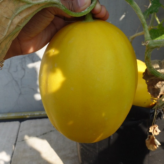 Buah Segar/ Fresh Melon Golden Kinanti Langsung Petik dari Kebun