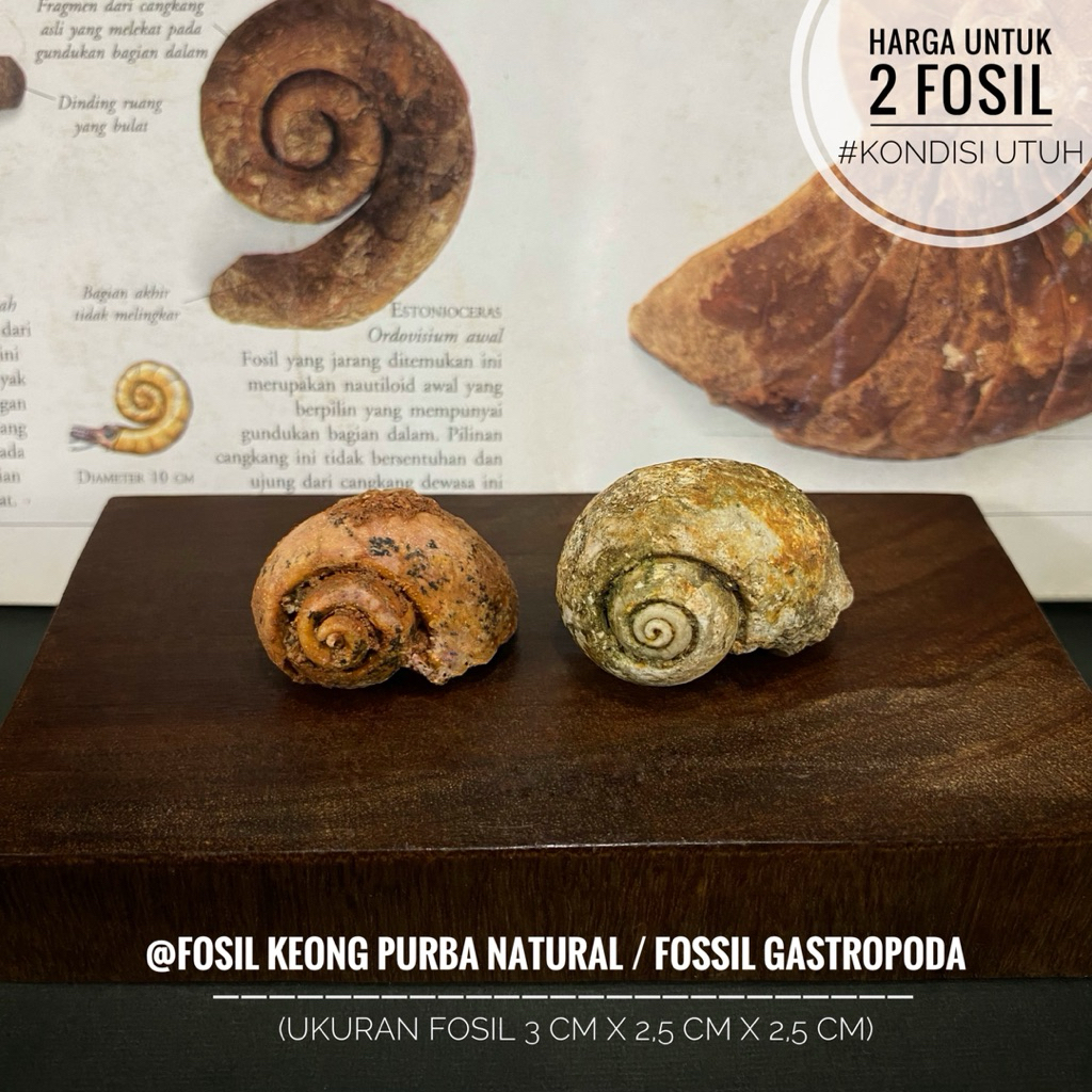 Fosil Keong Purba Natural B100 atau Fosil Gastropoda atau Fosil Snail atau Fosil Kol Buntet Alam ata
